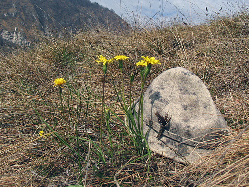 Scorzonera austriaca Willd. / Scorzonara barbuta